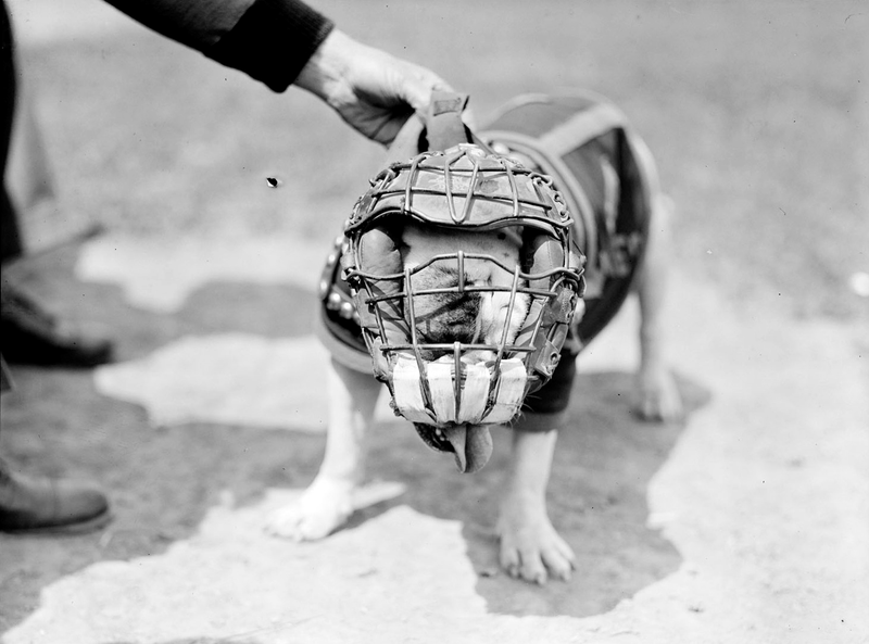 Illustration for article titled Even In The 1900s, Humans Were Obsessed With Photos Of Dogs In Clothes